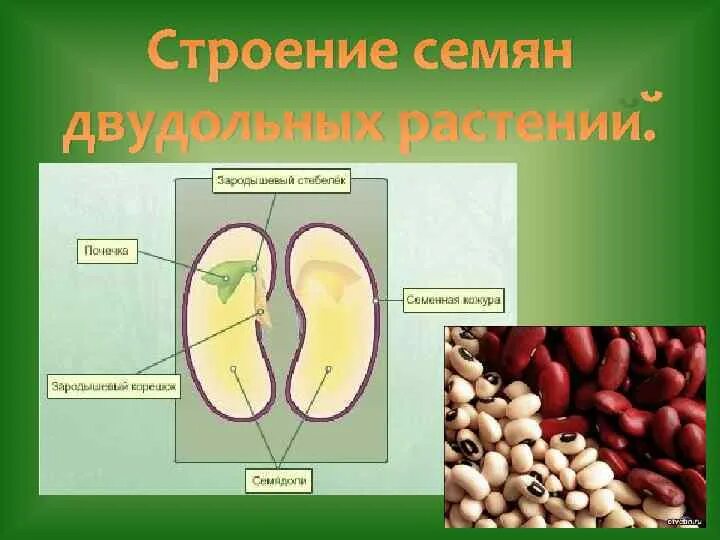 строение семян однодольных и двудольных растений. схема строения семени однодольного растения. развитие семени двудольных растений. строение двудольного семени фасоли. строение семян двудольных растений фасоль миндаль ясень.