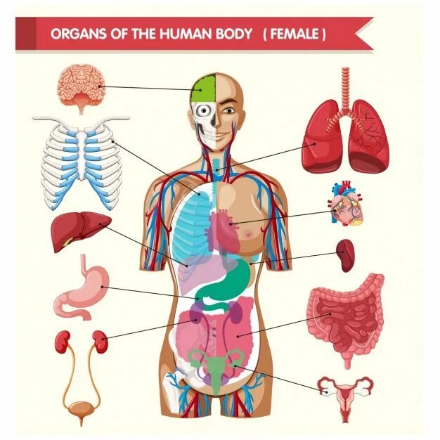 Órganos del cuerpo humano Vector Premium Human body organs, Human body diagram, 
