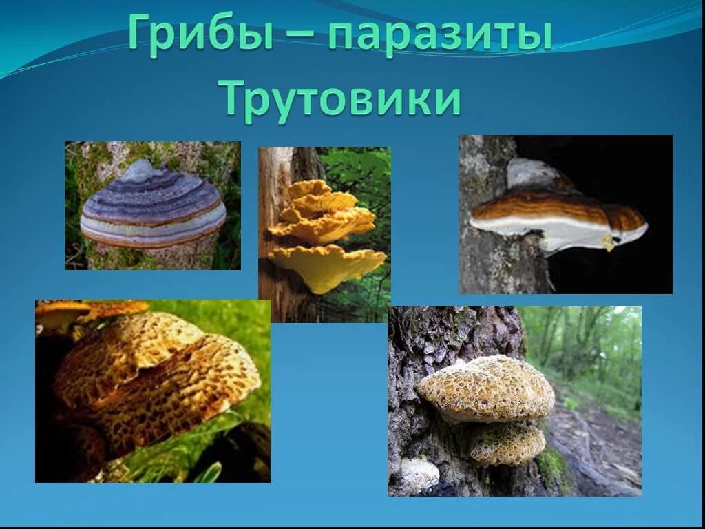 Трутовик сообщение. Трутовик гриб паразит. трутовик гриб биология. сообщение о трутовике. грибы трутовики презентация.
