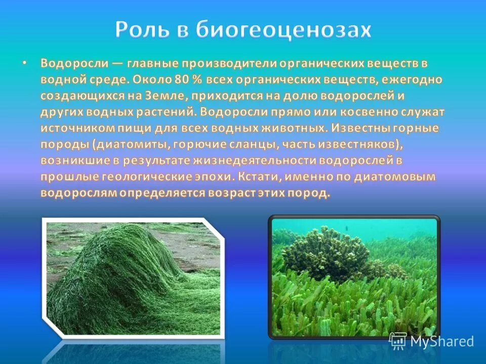Xanthophyta водоросли. Наземные зеленые водоросли. Наземно воздушные водоросли. Аэрофитон водоросли. Аэрофитон водоросли.
