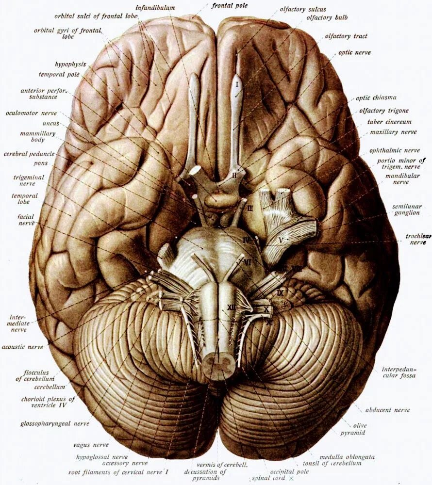 Анатомия головного мозга человека. Столбы свода мозга. Мозг атлас анатомия. Septum pellucidum анатомия. Мозг снизу