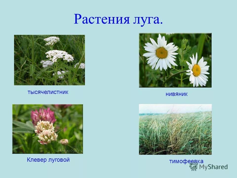 Какие из растений нельзя увидеть на лугу