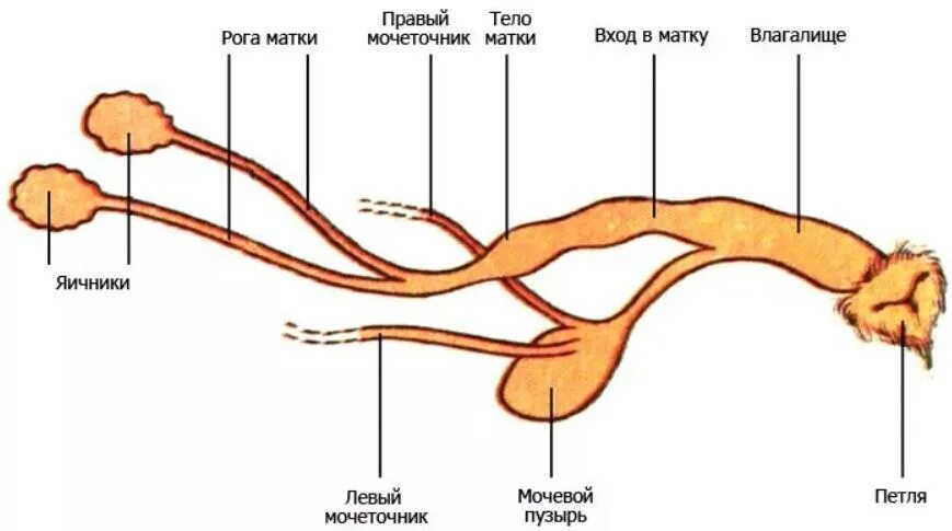 Анатомия репродуктивной системы собаки. Строение мочеполовой системы суки. Репродуктивная система собаки схема. Строение репродуктивной системы самки собаки.
