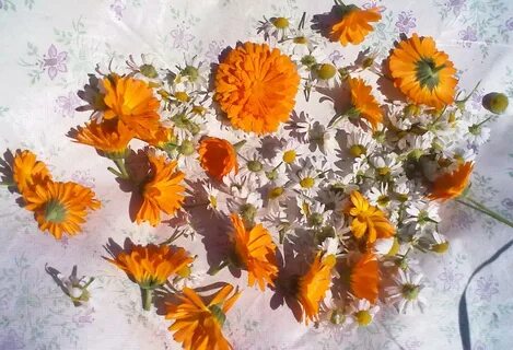 Ромашка календула