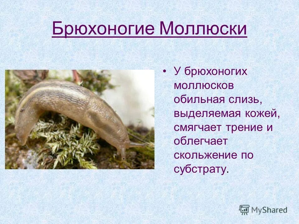 слизь выделяемая кожей. слизь выделяемая кожей. выделения при молочнице. брюхоногие моллюски кембрий. трихомонадный цервицит.