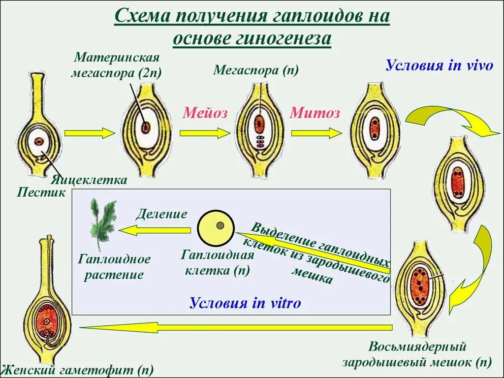 Макроспора образуется в результате. Получение удвоенных гаплоидов. Культуры гаплоидных клеток. Метод гаплоидов схема. Схема развития зародышевого мешка.