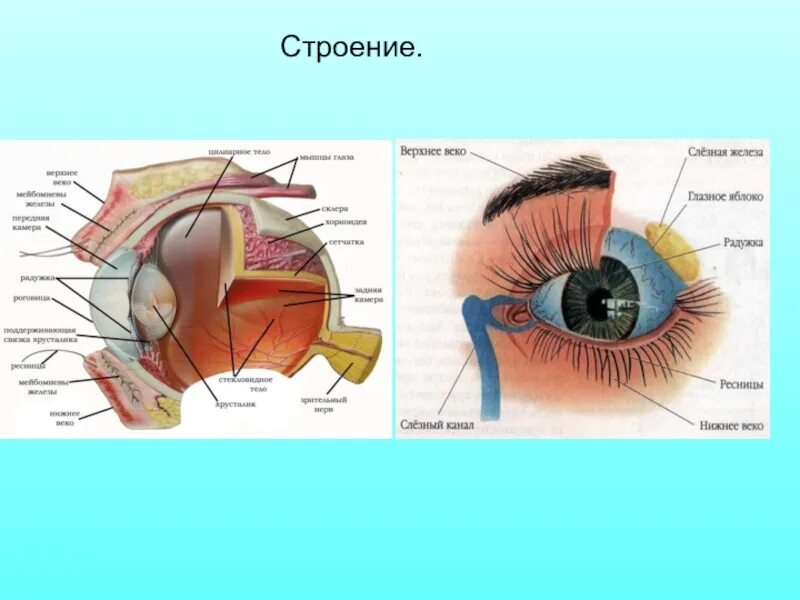 Тема урока глаз. Орган зрения анатомия строение. Нервная система глаза. Слезный аппарат глаза. Слезный канал радужка слезная железа.