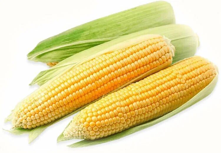 1 початок. Кукуруза свежая, 1шт, 1 шт. Кукуруза початок. Кукуруза на белом фоне. Початок кукурузы на прозрачном фоне.