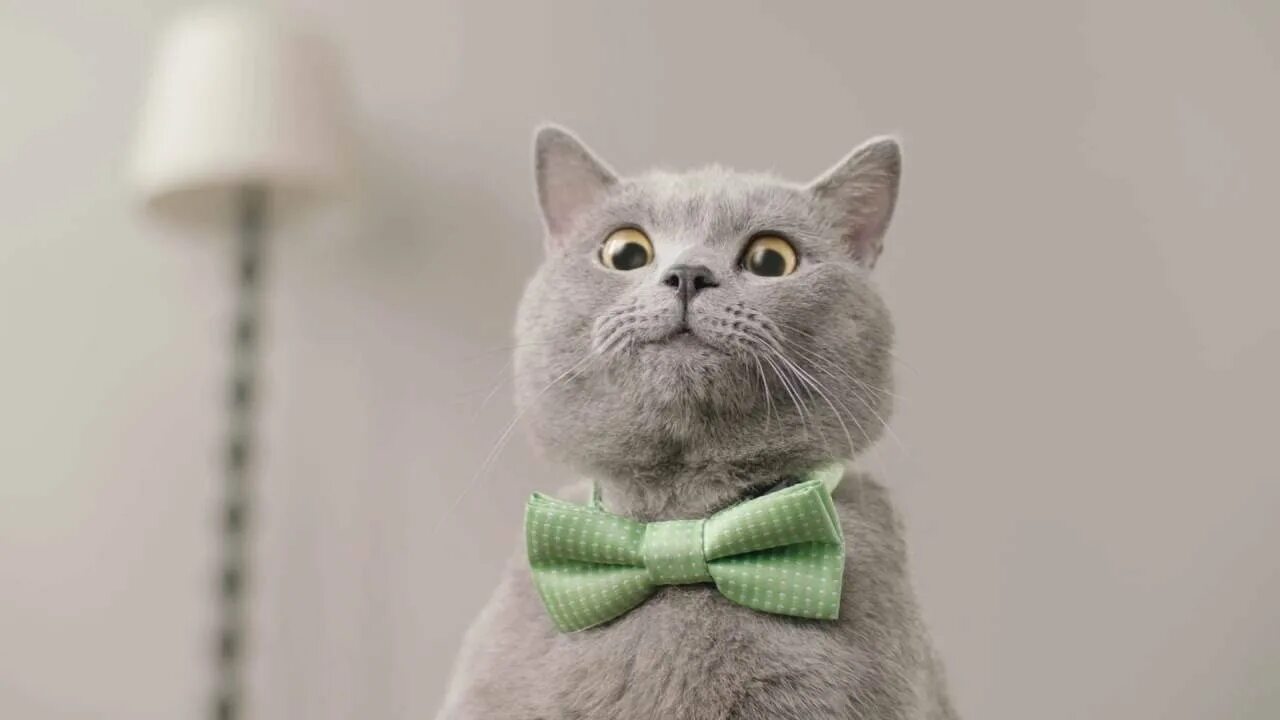 Mike cat. Mike cat