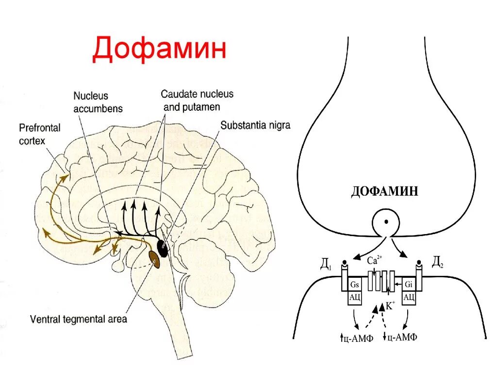 Дофамин медиатор функции. Дофаминовые рецепторы функции. Дофаминовые рецепторы схема. Дофаминергические синапсы механизм. Серотонин медиатор