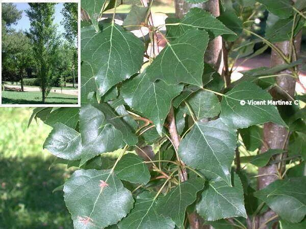 Populus nigra l. – Тополь чёрный. Тополь черный или осокорь. Тополь черный(Populus nigra) семена. Тополь канадский листья. Гудели черные тополя и хотя