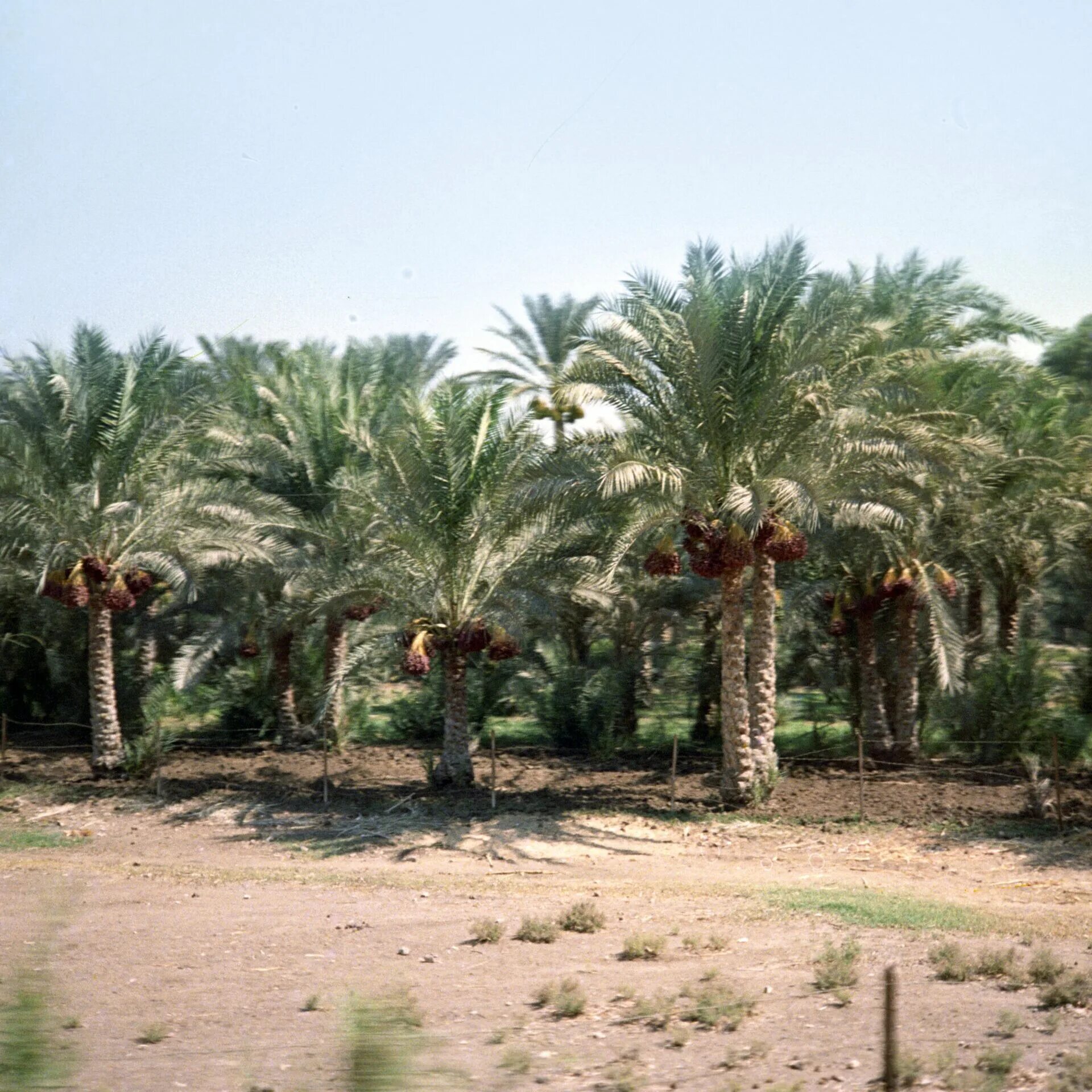 Финиковая плантация. Финиковая Пальма плантации. Финиковый сад в Саудовской Аравии. Аль-Айн - финиковая плантация. Финиковые пальмы плантации Саудовская Аравия.