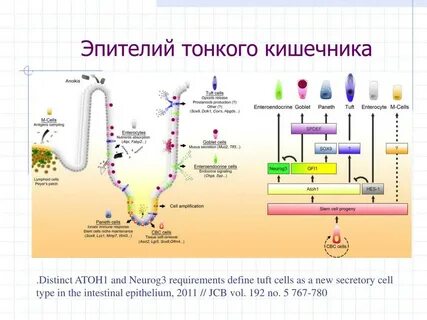 Дифферон это