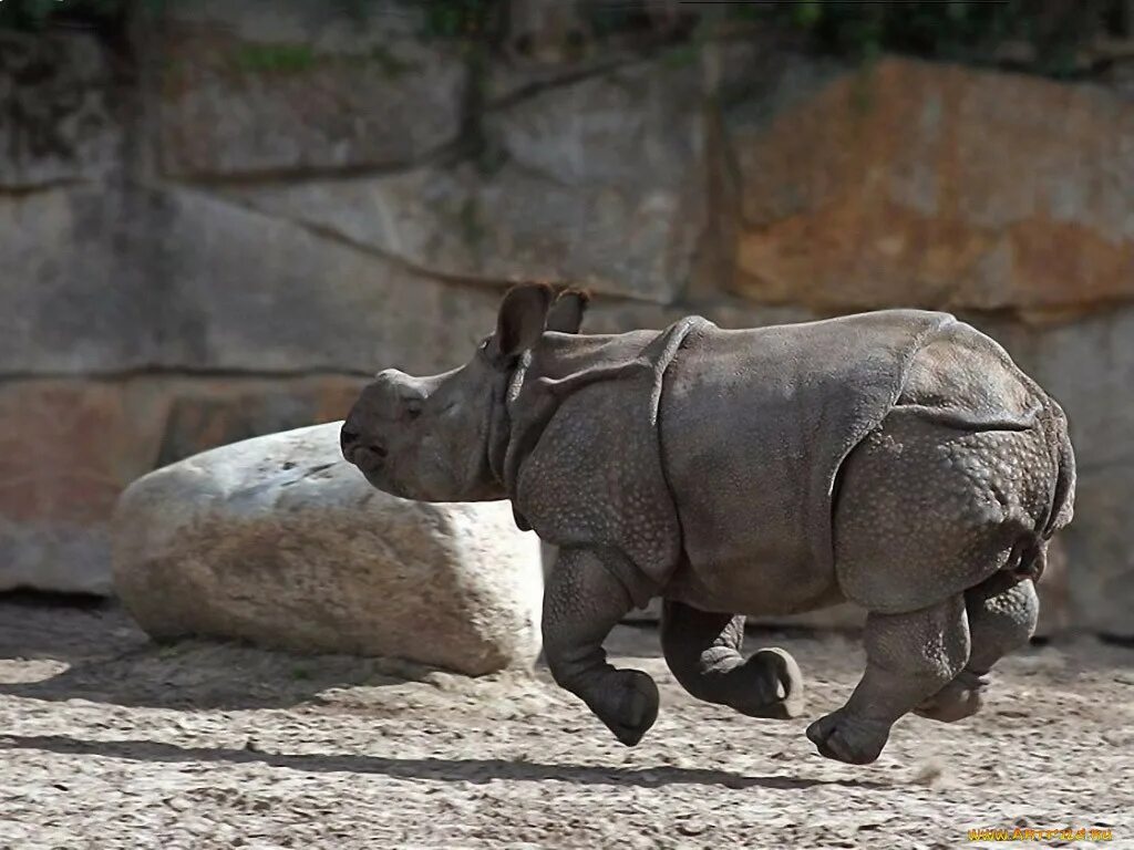 Носорог смешной. Гиппопотам и носорог. Носорог бежит.