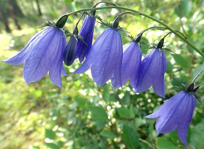 Колокольчик комарова красная книга краснодарского края. Растения красной книги колокольчик персиколистный. Колокольчик персиколистный описание красная книга. Колокольчик занесен в красную книгу. Колокольчик тонколистный полевой.