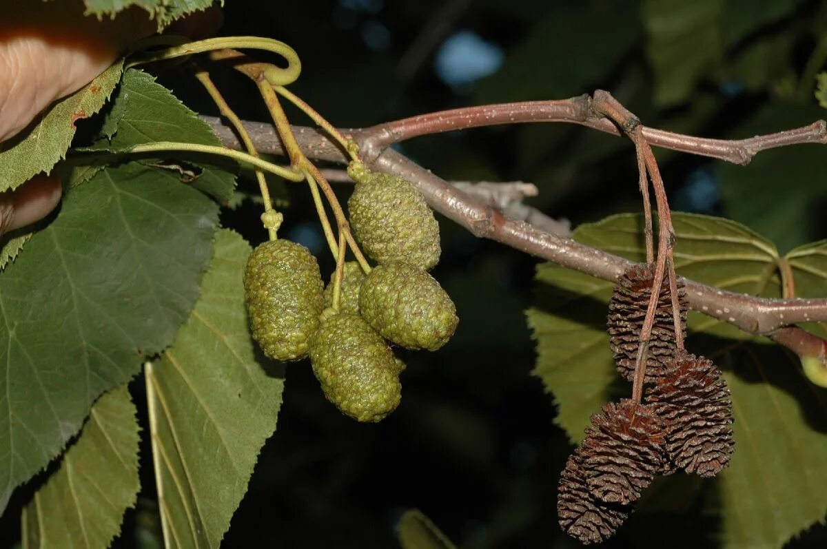 Ольха серая, или ольха белая (alnus incana). Ольха болотная. Ольха черная соплодие. Сырьем ольхи является. Ольха серая (álnus incána).