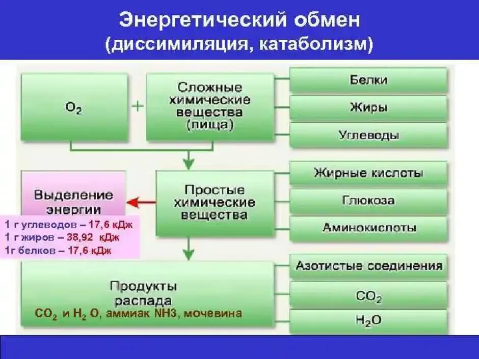 Продукты подготовительного этапа. Схема энергетического обмена углеводов. Этапы энергетического обмена углеводов. Энергетический обмен катаболизм диссимиляция.