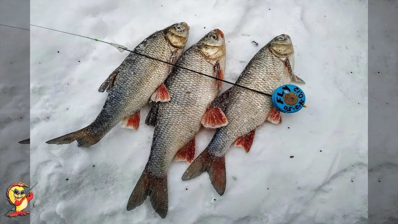 Зима плотва мормышка зимой видео. Безмотылки болотникова. мормышка на язя зимой. мормышка на язя. зимняя рыбалка язь.