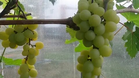 Виноград озон