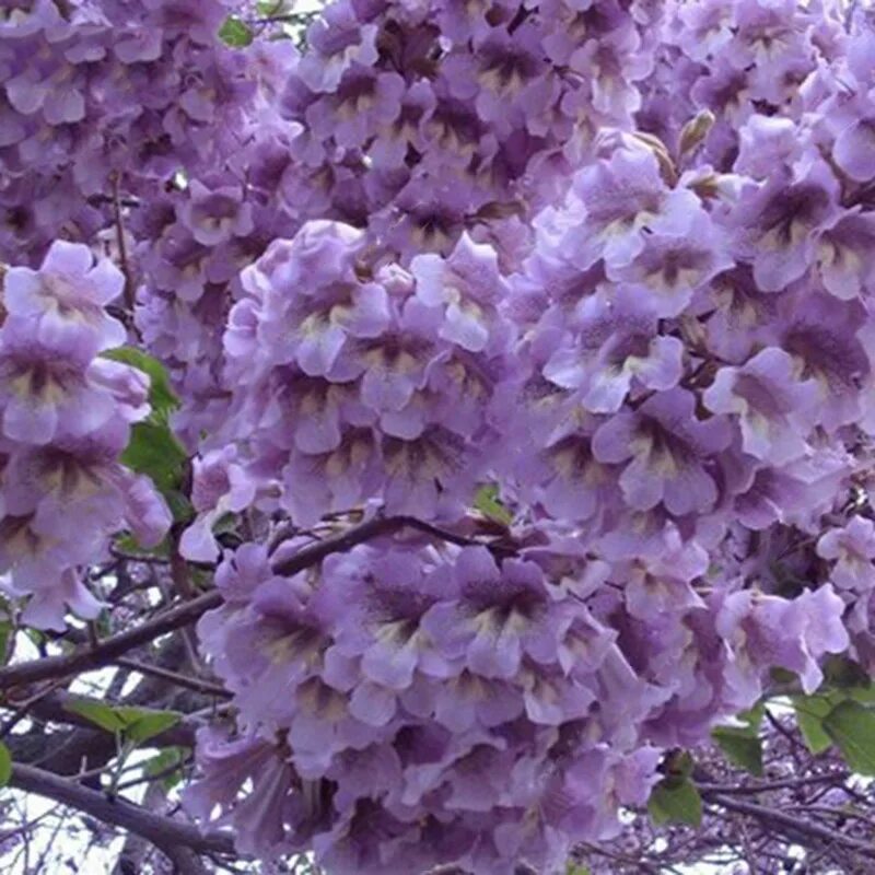 павловния томентоза. павловния войлочная дерево. павловния войлочная описание. павловния войлочная. павловния войлочная описание.