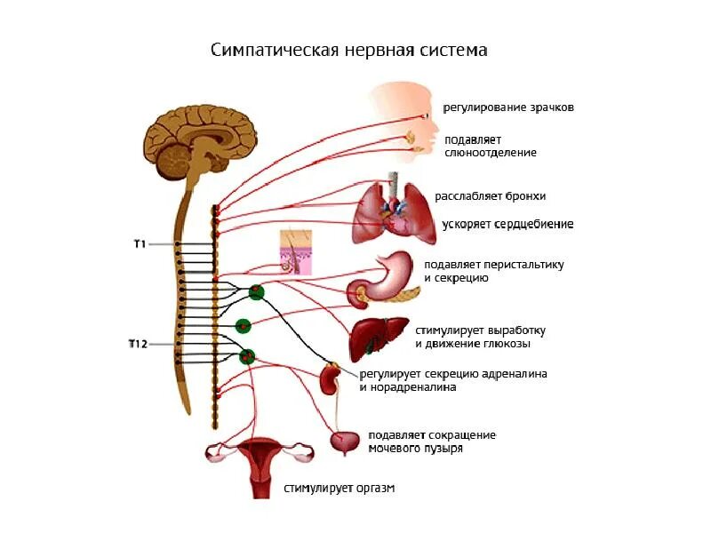 Функции выполняет симпатический отдел нервной системы. Симпатический отдел вегетативной нервной системы. Схема строения симпатической нервной системы. Центры парасимпатического отдела вегетативной нервной системы. Нервная система человека схема симпатическая и парасимпатическая.