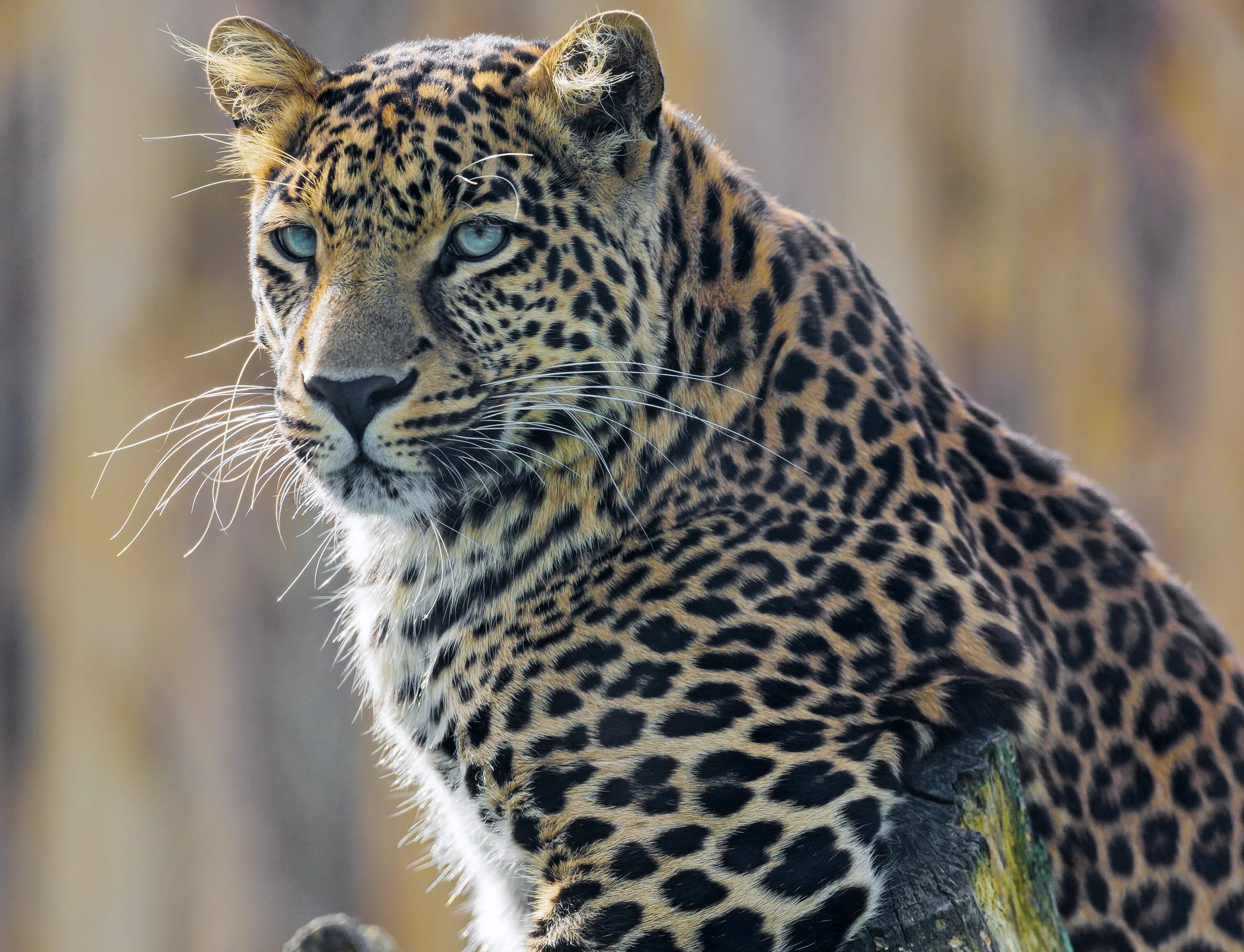 Leopards are bigger than jaguars