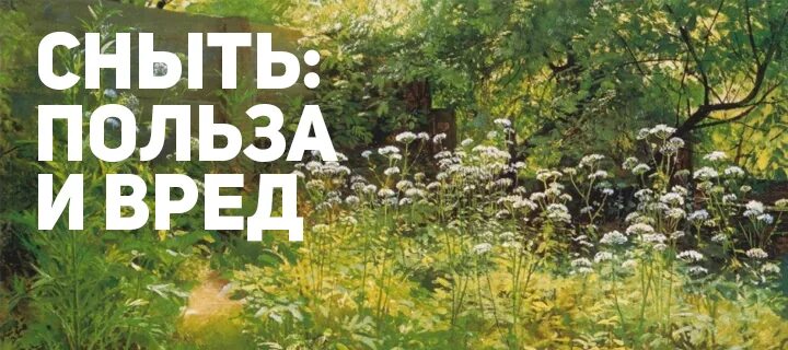 Сныть трава полезные. Сныть обыкновенная описание. Сныть ядовитое растение. Сныть польза для здоровья человека. Сныть кашмирская.