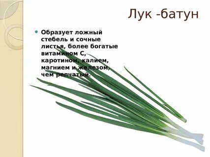 Песню зеленый лук