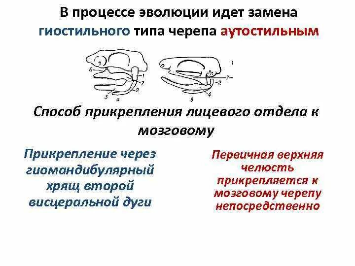 Типы крепления мозгового и висцерального отделов черепа рыб. Гиостилия амфистилия. Аутостильный тип черепа. Гиостильный и аутостильный тип черепа. Аутостильный тип черепа.