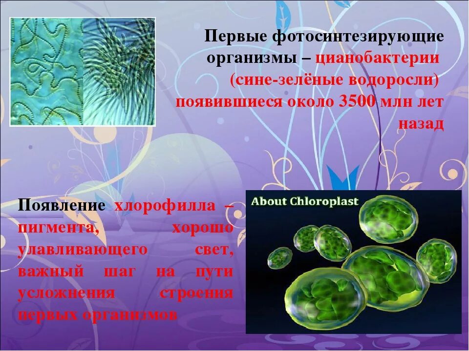 Какие функции выполняют бактерии в организме человека. Пигменты цианобактерий хлорофилл. Одноклеточные сине зеленые водоросли. Цианобактерии сине-зеленые водоросли. Фотосинтезирующие клетки цианобактерий.