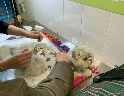 Кошка под наркозом