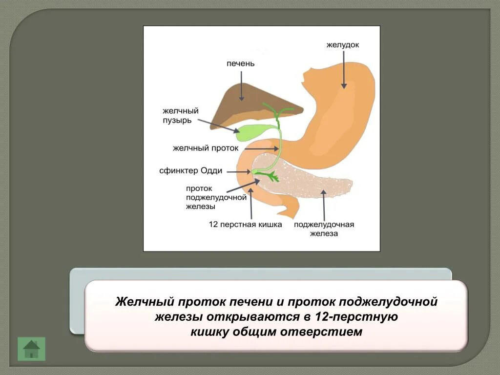 Овес и печень поджелудочная. Протоки пищеварительной системы. Протоки печени и поджелудочной железы. Печень желчный 12 перстная кишка. Проток желудочной железы открывается в.