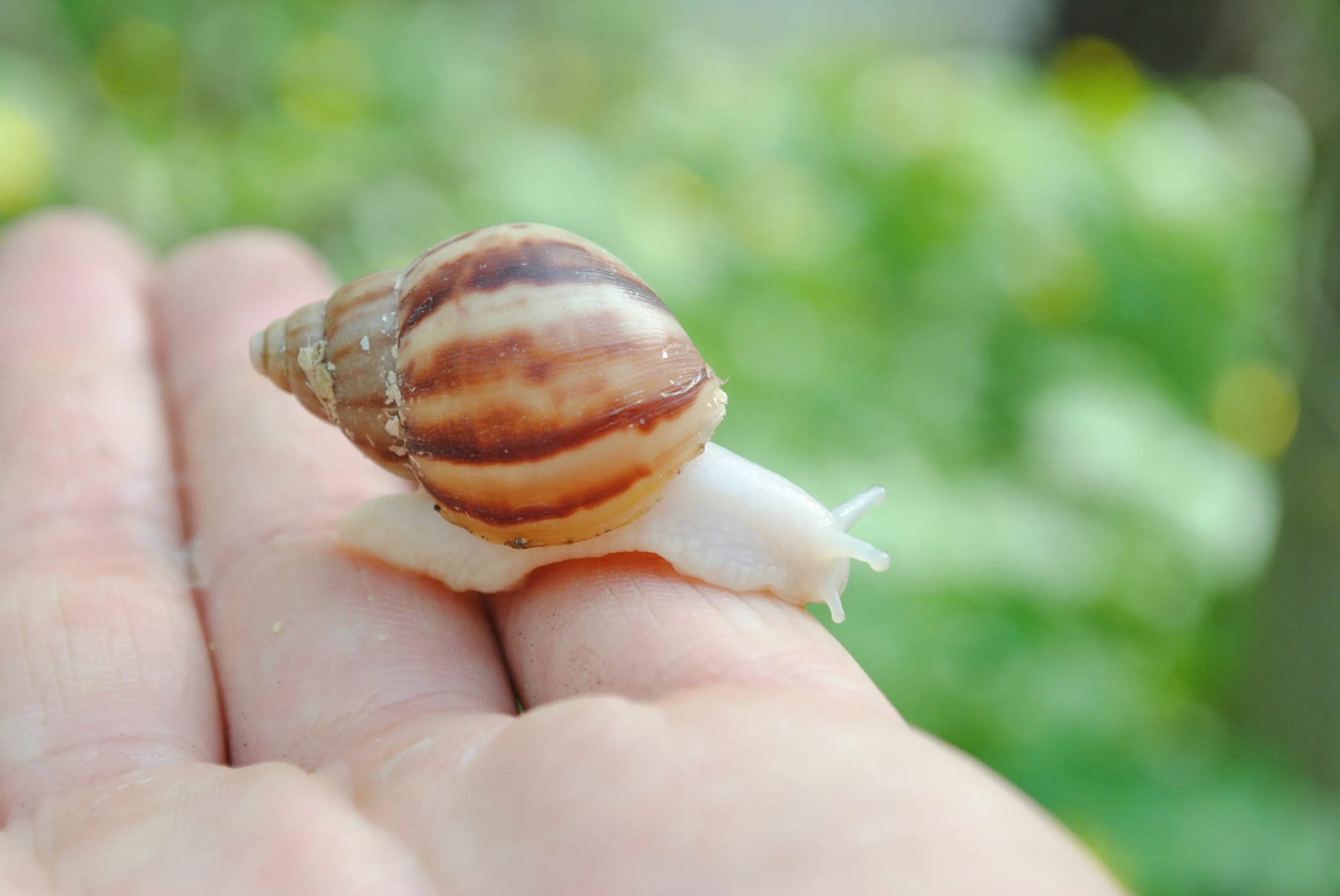 Giant African Land Snail. Язык улитки. Pet Snail. Улиточный язык картинки. Рождение улиток