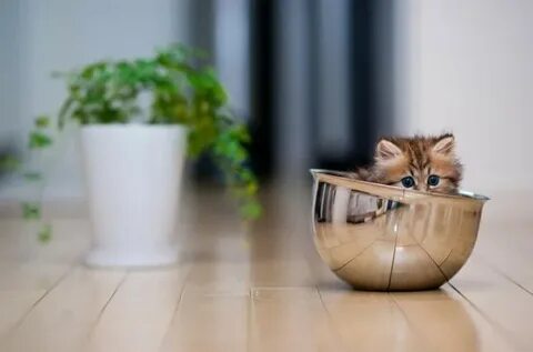 Менің әйелім үлкен есек