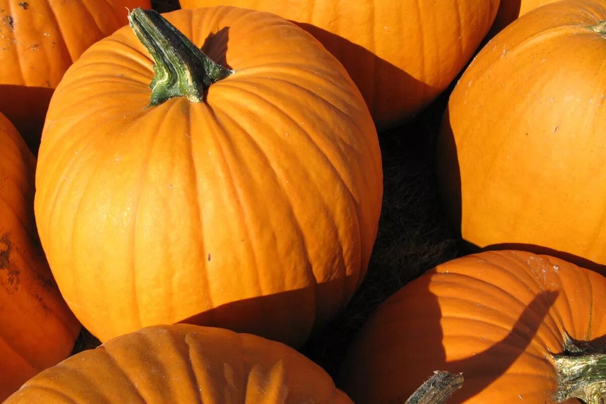 Тыква растет. Тыква домашнему. Тыква домашнему. Тыква уфимская. Тыква домашнему.