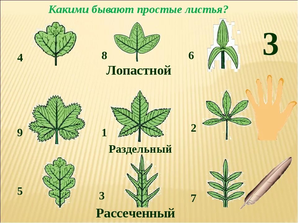 Ое лист. Лопастные раздельные рассеченные листья. Тройчато лопастной лист. Перисто рассеченные листья. Пальчато лопастные.