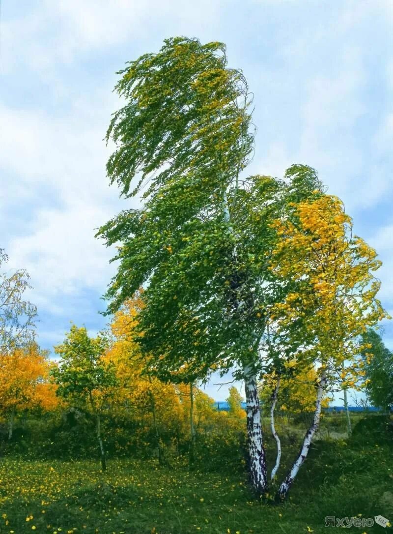 Закрой березки. Осина плакучая. Береза. Красивая береза. Красивое дерево береза.