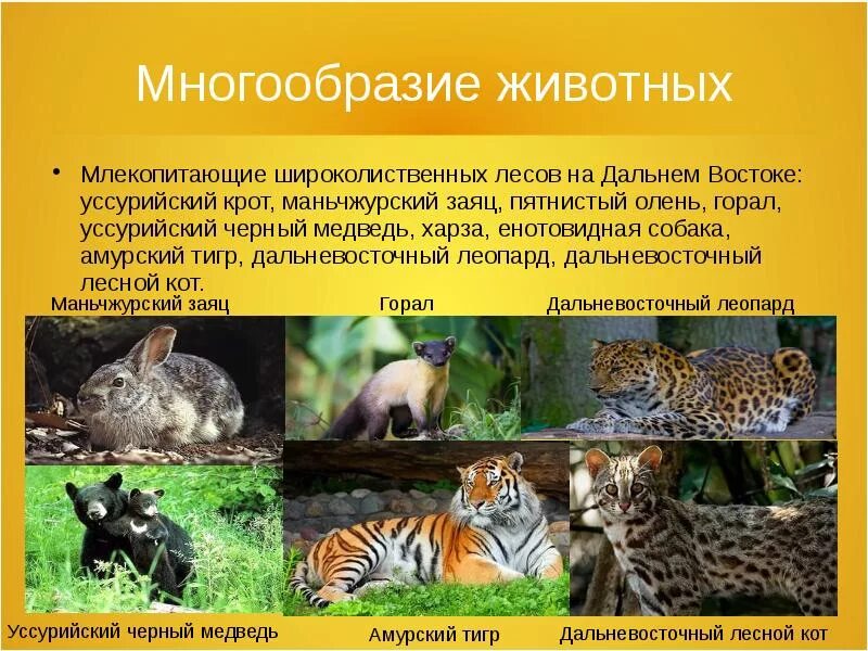 Животные дальнего. Животные дальнего востока. растения и животные смешанных лесов дальнего востока. обитатели смешанного леса. смешанные леса дальнего востока животные.