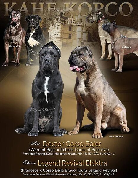 родословные кане корсо. родословная кане корсо. вес кане корсо взрослого кобеля. кане корсо родословная ркф. кане корсо ркф4717609.