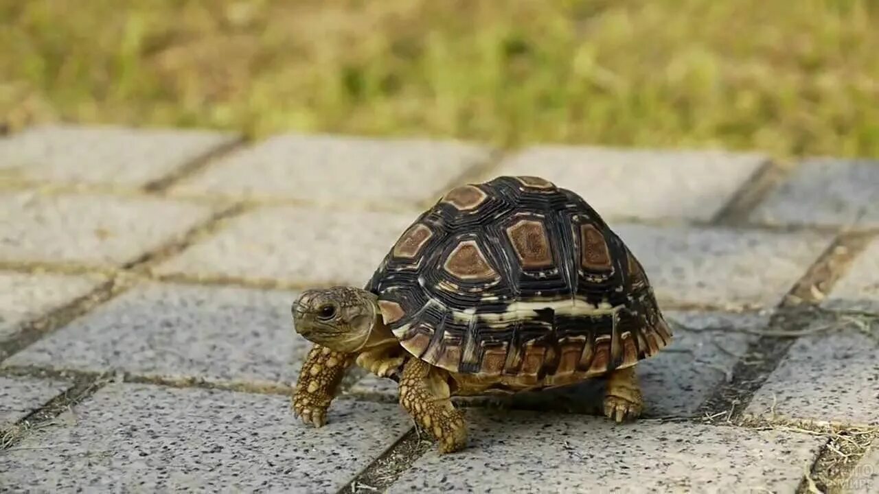 Черепахи весной. Черепаха Юрмала. Медленная черепаха. Черепашка ползет. Черепаха ползает.