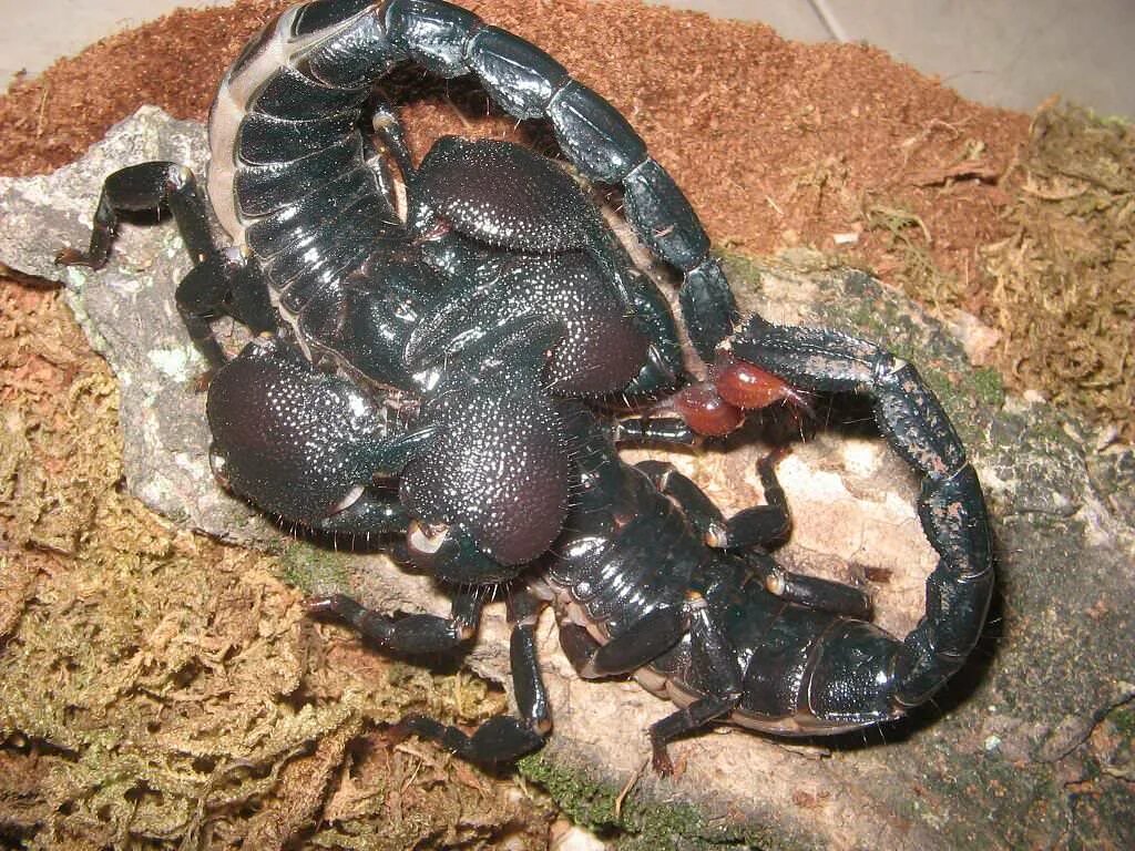 Мужчина рожденный крыса скорпион. Pandinus Imperator. Императорский Скорпион самка. Скорпион Pandinus. Императорский Скорпион самец.
