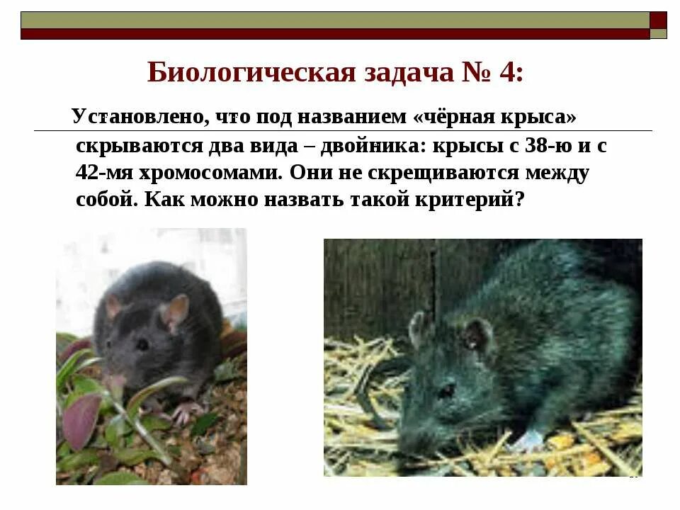 Виды-двойники примеры. Примеры видов двойников. Черные крысы виды двойники. Виды двойники. Черные крысы виды двойники.
