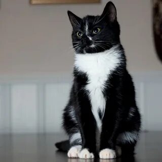 Черно белая кошка порода название