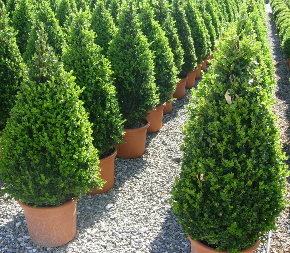 Самшит Buxus. Buxus sempervirens самшит. Самшит Винтер джем. Самшит вечнозеленый колоновидный.