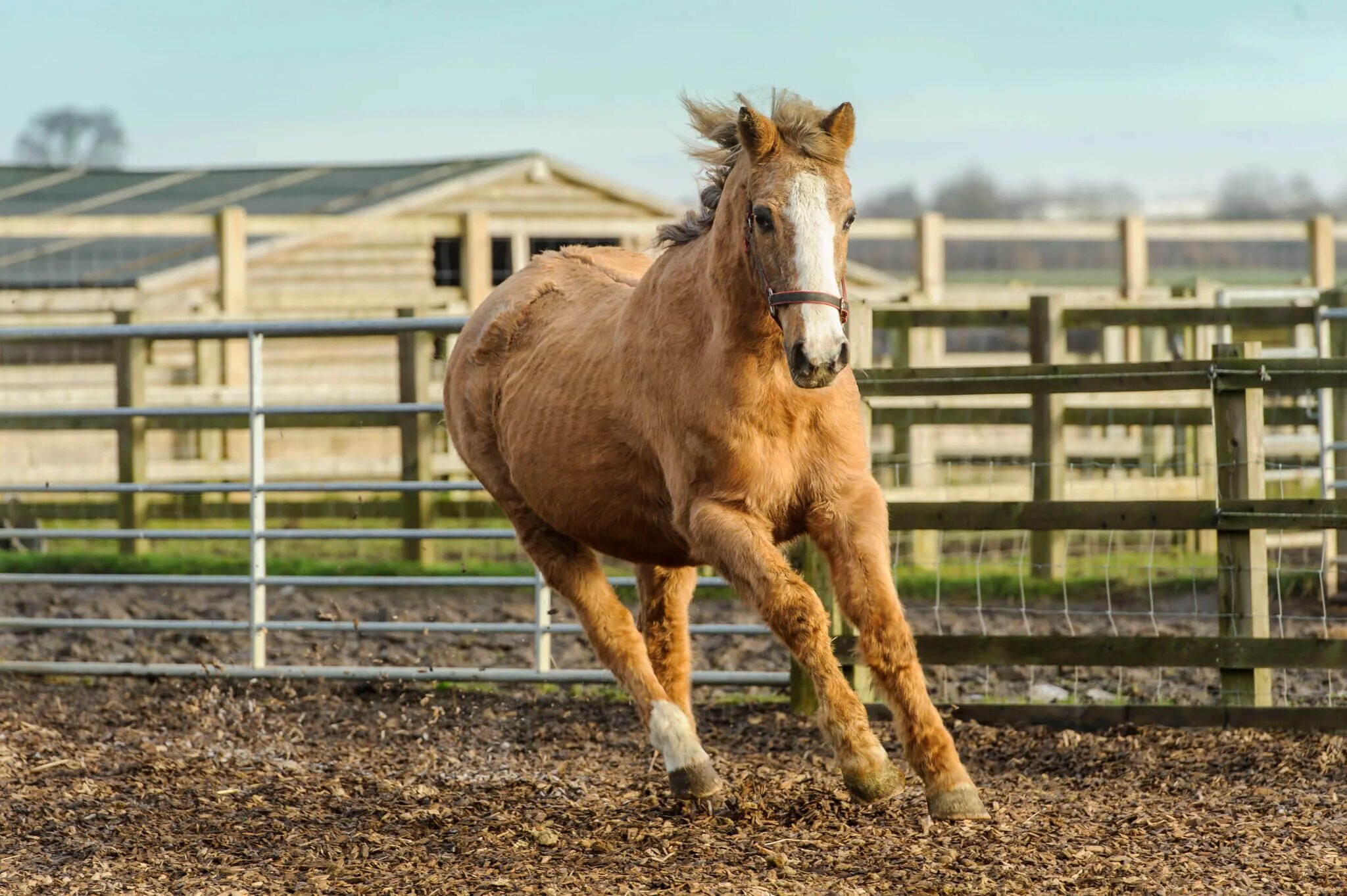 Horses song