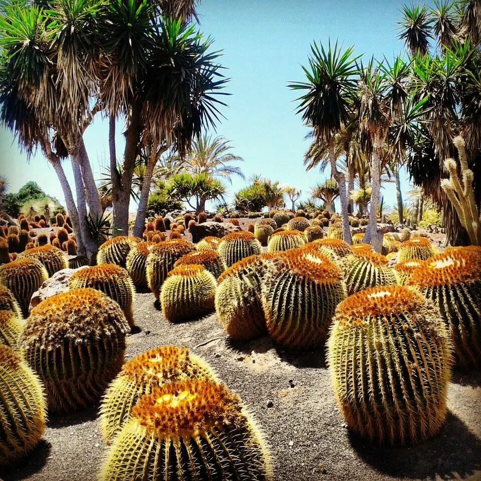 Кактус Канарский. Кактусы на Канарах. Oasis Park Fuerteventura.