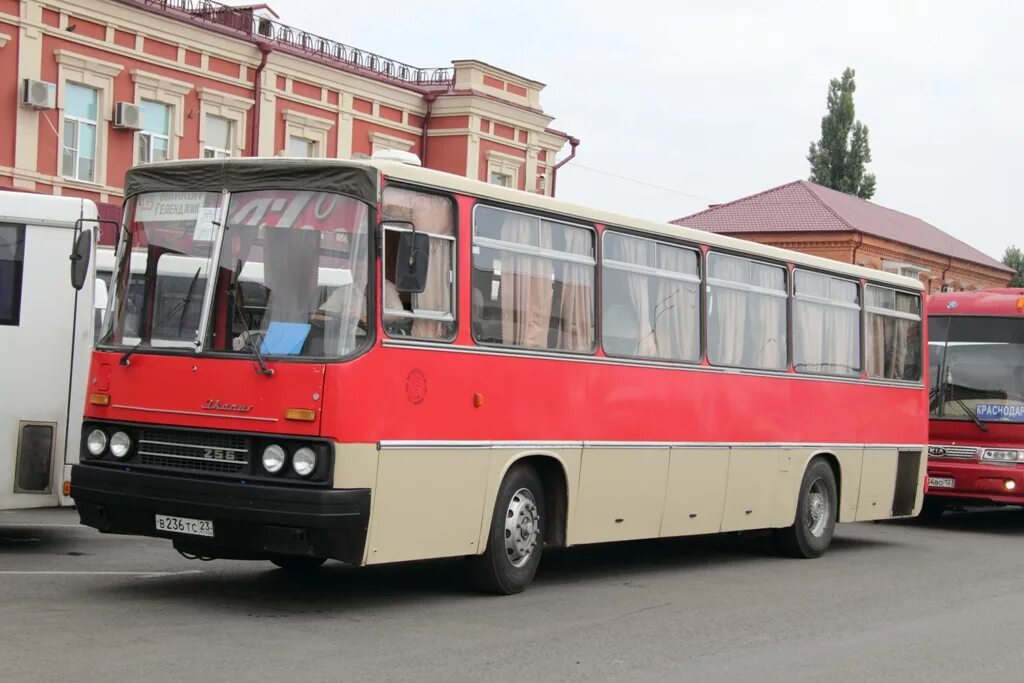 Автоколонна 1880 купить. Икарус 250-256. Икарус 250 Дагестан. Икарусы автоколонны 1564. Икарус Туапсе.