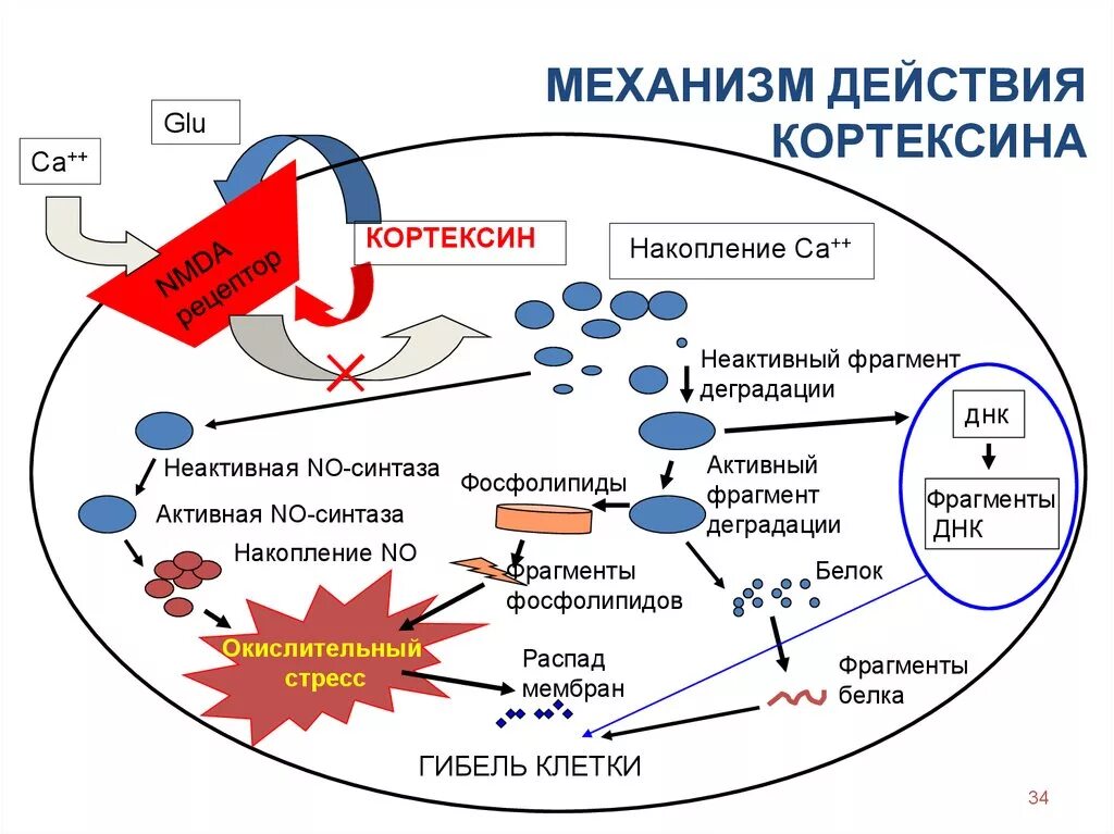 Механизм действия кортексина. Кортексин механизм действия. Механизм действия мексидола. Кортексин механизм действия фармакология.