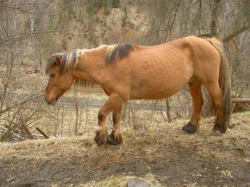 Купить коня алтайском. Новоалтайская порода лошадей. Чумышская порода лошадей. Горно Алтайская порода лошадей. Новоалтайский тяжеловоз.