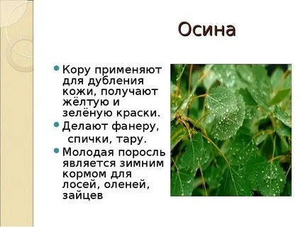Осина хорошо растет на различных почвах